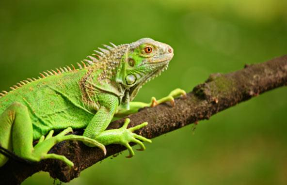 iguana-awarness-day